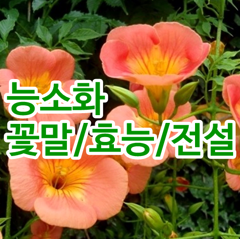  주홍빛 능소화꽃말과 효능 그리고 애처로운 전설