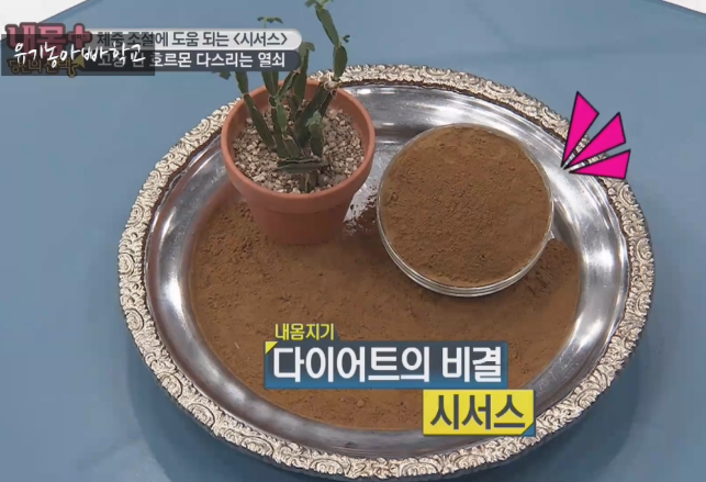  묵은 살 타파하는 시서스 가루 효능 정보
