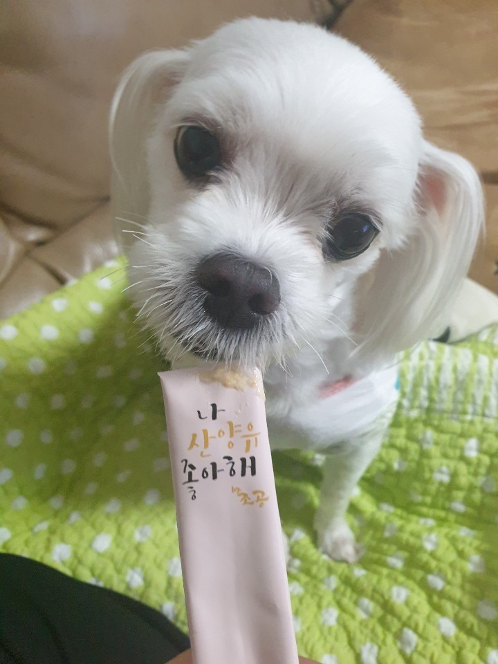  조앤강 조공 나 산양유 좋아해, 우리 아기 정말 잘먹어요!