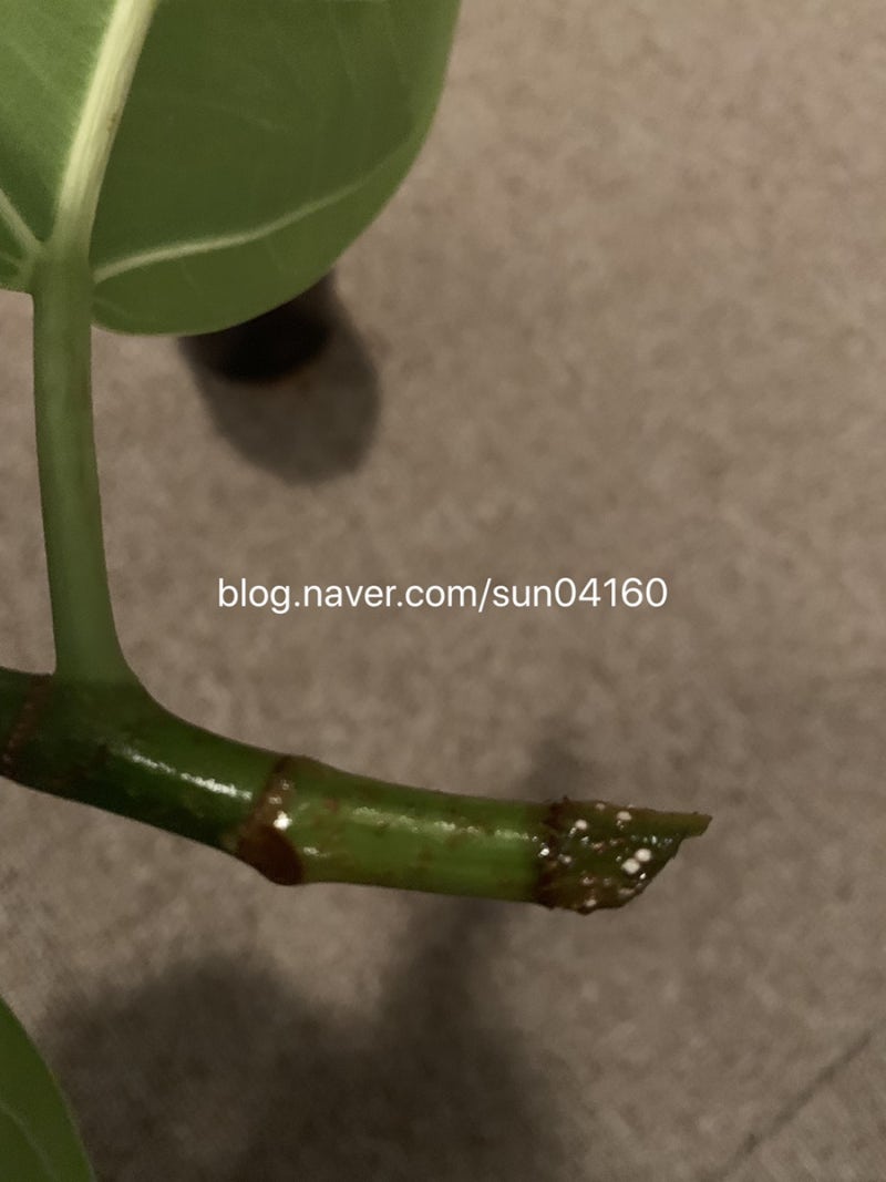 뱅갈고무나무 번식 삽목 실패 후 물꽂이 상태 4탄 : 네이버 블로그
