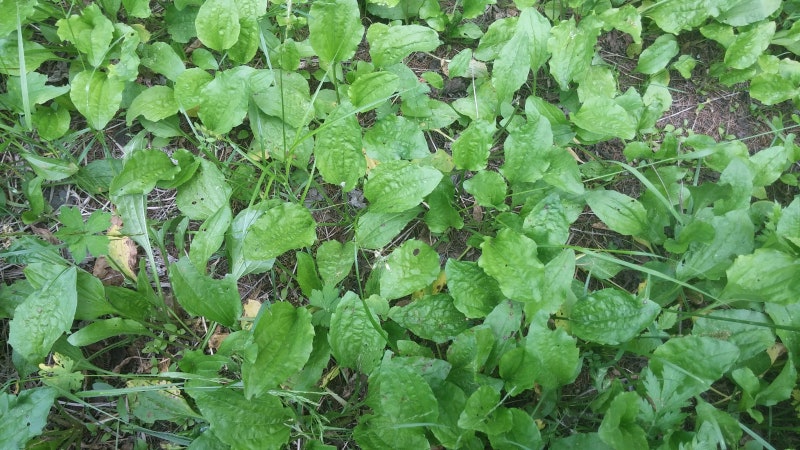 질경이판매점 질경이효능 천연차전초판매가격