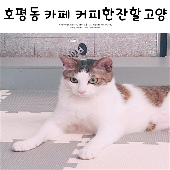 호평동 카페 고양이 커피한잔할고양 ? OK!