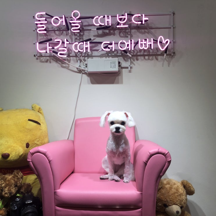  멍쮸 인천애견미용 말티즈 "솜이:)" 전체미용 배넷부터 내새끼ㅎ3ㅎ