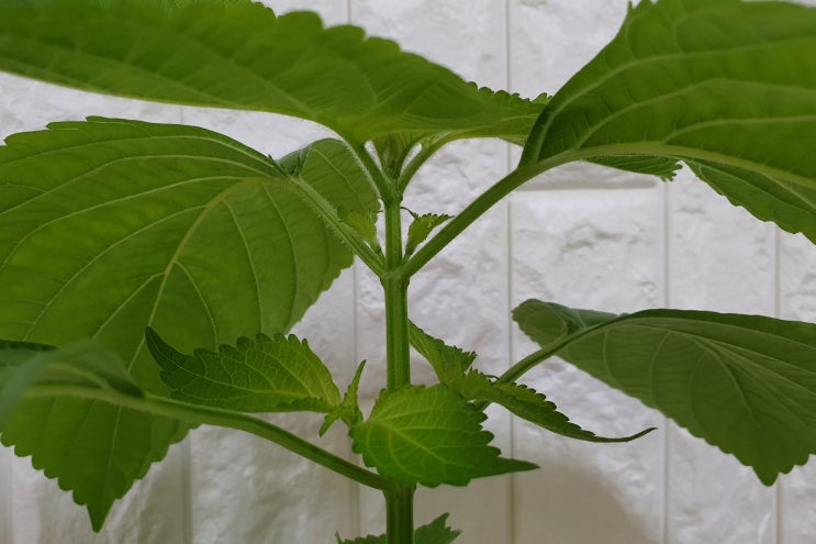  베란다에서 깻잎 키우기 (2)