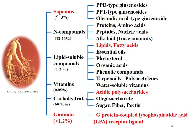 인삼의 효능 및 사포닌(진세노사이드)의 효과