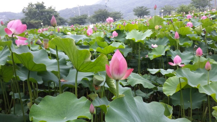  댓글수, 공감수, 조회수 순위 - 2019년 7월 21일