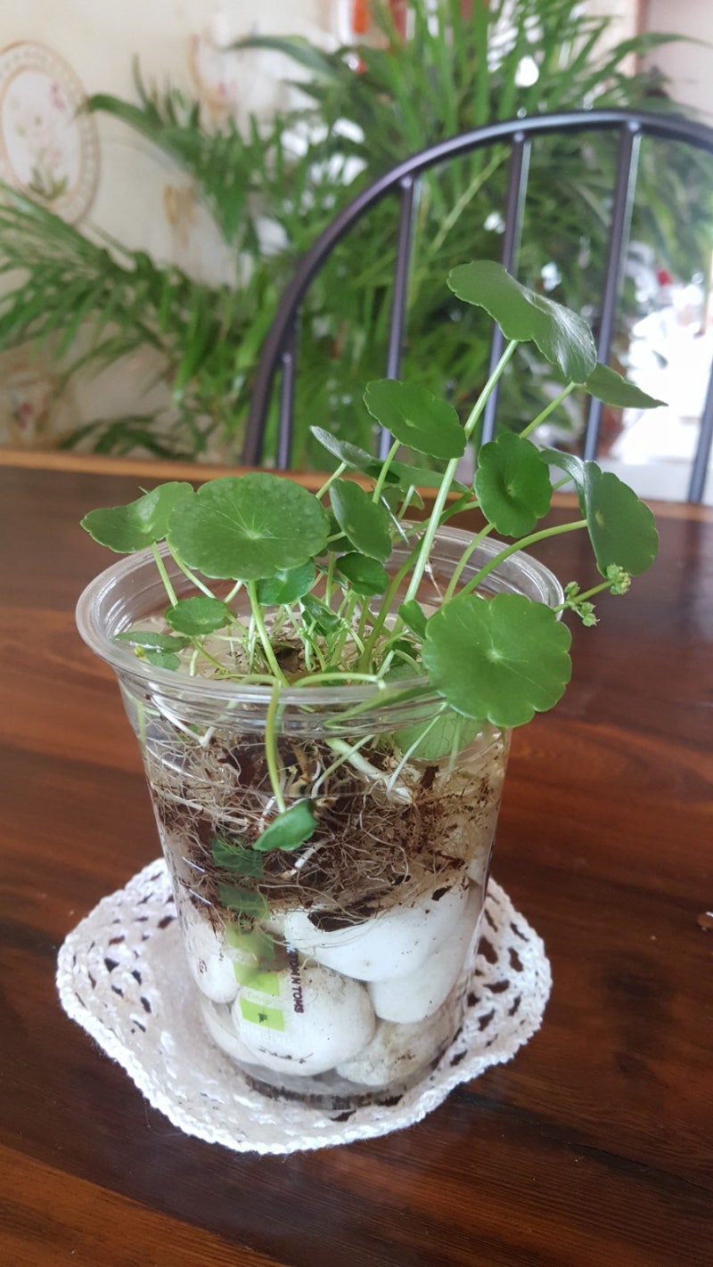 워터코인 : 네이버 블로그