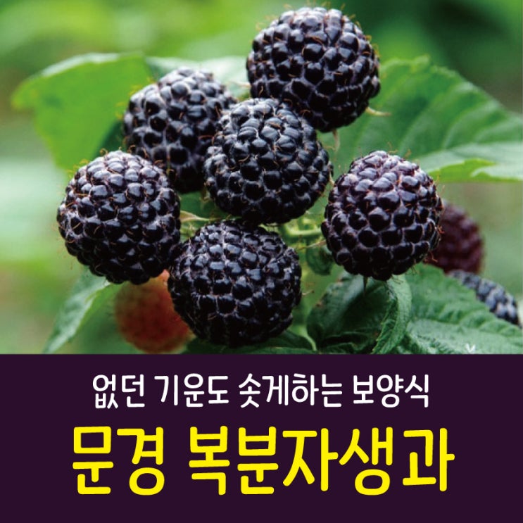  [농민의마음] 중복 삼계탕만 드시나요?! 여름 제철보양식이자 제철과일인 문경 복분자생과 !! (Feat. 힘이불끈)