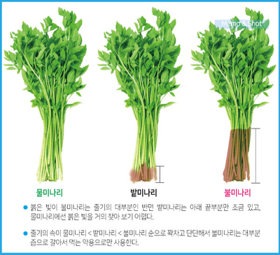  미나리 종류를 아시나요? 미나리 가문의 족보 이야기. 물미나리, 밭미나리, 불미나리 알쏭달쏭 한 미나리 종류를 알아봅시다