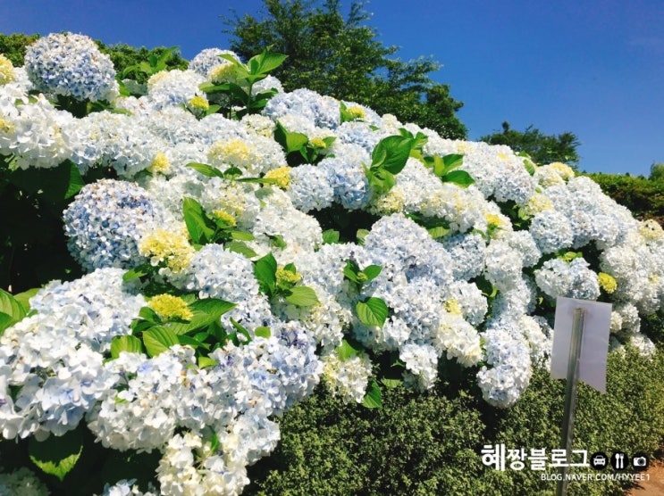  제주도 수국축제는 <카멜리아힐> 6월 중순