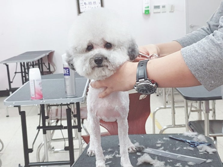  사회화 도우미견 프리의 미용 날