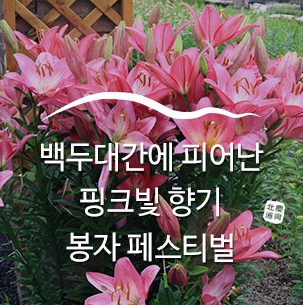  2019 국립백두대간수목원 봉자 페스티벌::봉화여행, 봉화가볼만한곳, 국내여행, 경북여행, 가족여행, 주말나들이