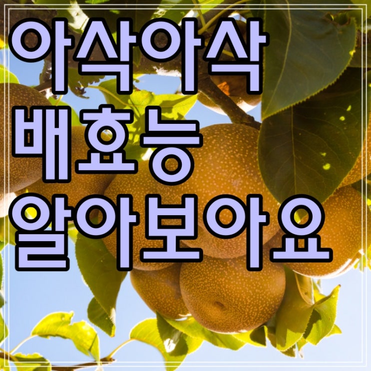  배 효능 정리해보았어요~