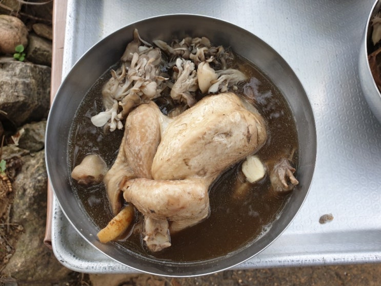  한식- 초복, 중복, 말복 태미품종인 바로세움 잎새버섯 백숙으로 몸보신 하시죠..^^{면역력 챙기시는 센스, 잎새버섯영양성분}