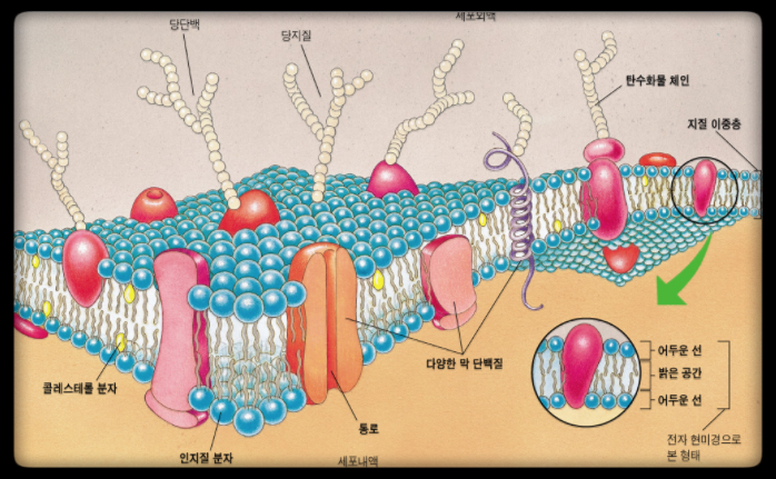 지질 (Lipid)