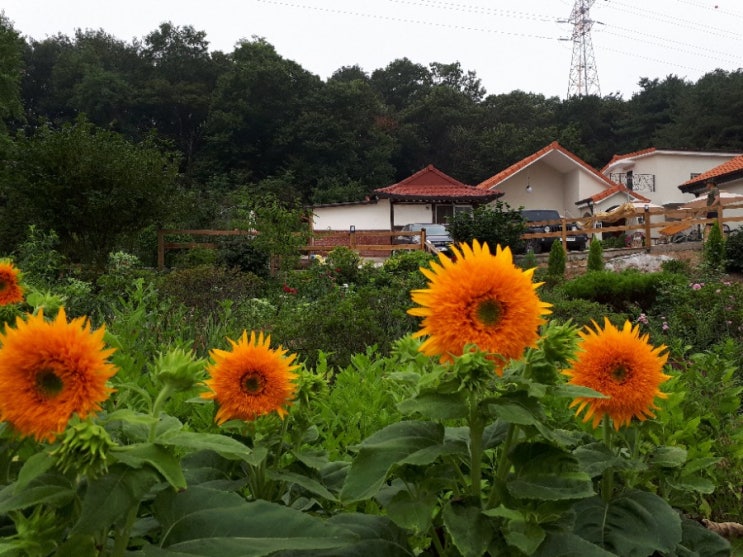 더운 날 중복에 피는 꽃들.
