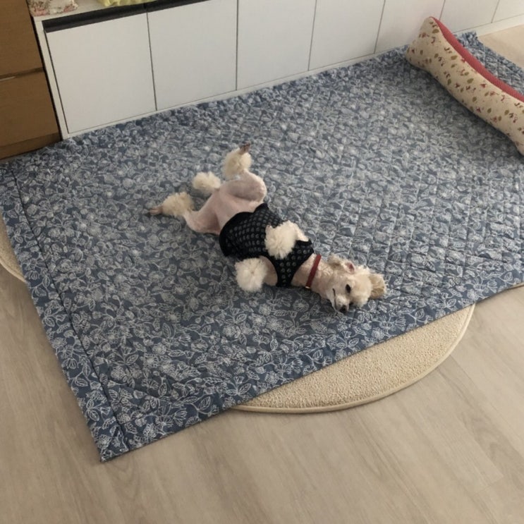  슈도 더워요- 오늘 중복이네요~?
