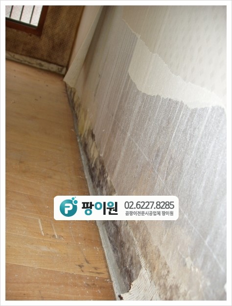  벽지 곰팡이문제 무엇이 문제일까?