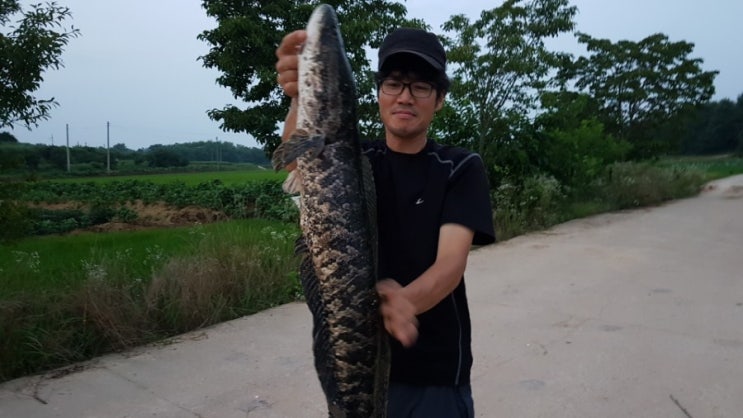 마카와 가물치 마카와 가물치