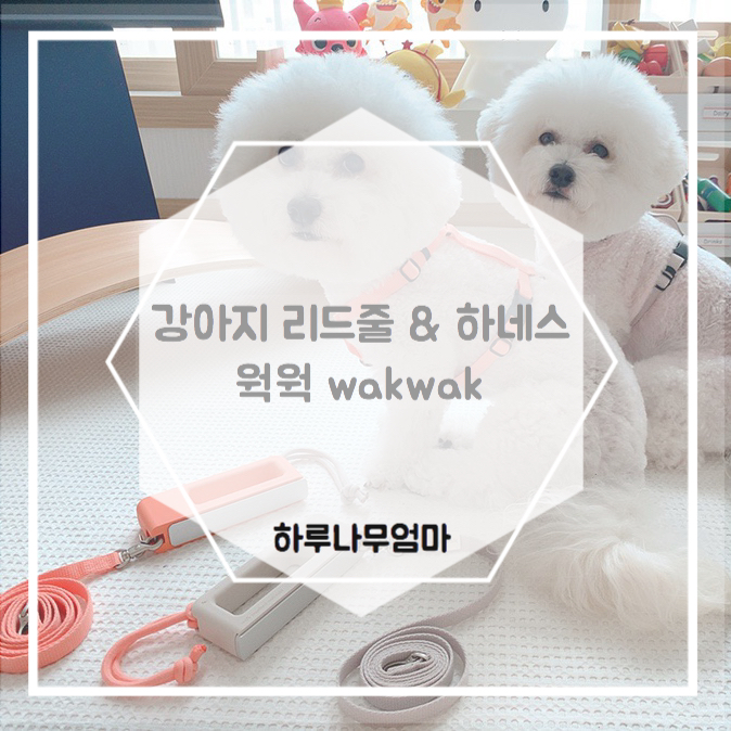  강아지 하네스 & 리드줄 안전하게 웍웍