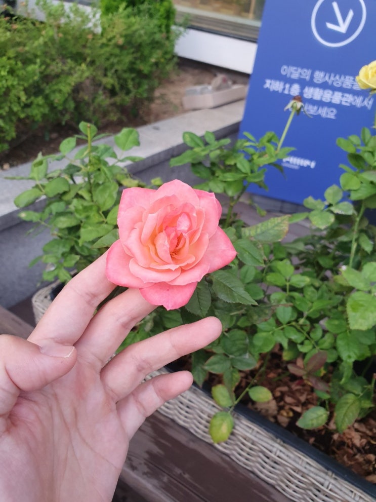  190723 화요 비나