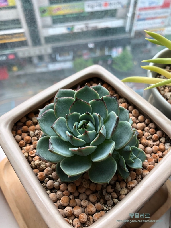  다육이가 꽃같다.