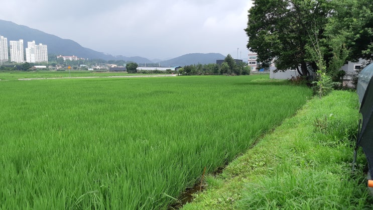  양평 투자용 농지매매, 965평 진흥구역이지만 해제 가능한 양평군 농지 매물 정보입니다 (경기도)