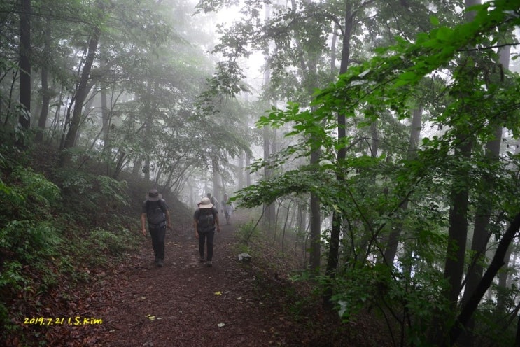   [200대 명산] 보령 오서산 우중산행(1)