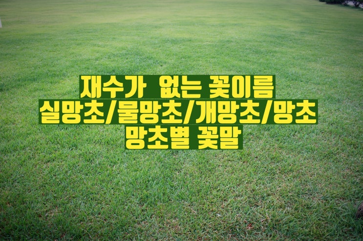  [꽃 모음] 망초 개망초 실망초 물망초 그리고 망초 종류별 꽃말 알아봐요