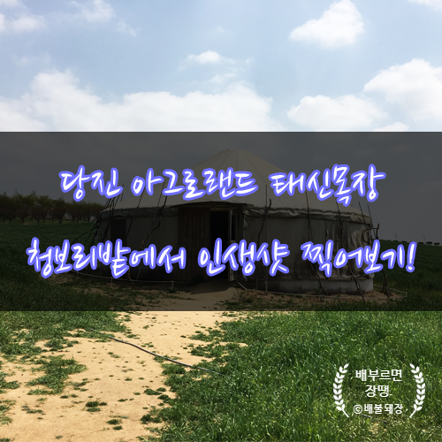 당진 아그로랜드 태신목장, 청보리밭 인생사진 찍기!