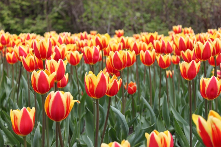  Canadian Tulip Festival in Ottawa