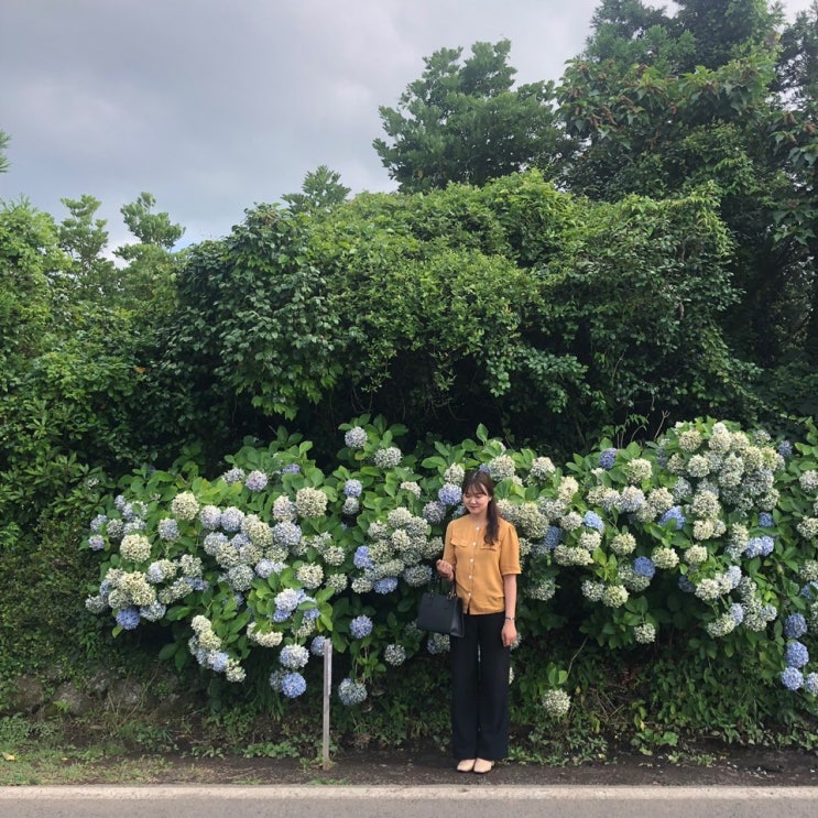 제주도 가볼만한 곳(모아나디쉬, 명월국민학교, 항몽유적지)