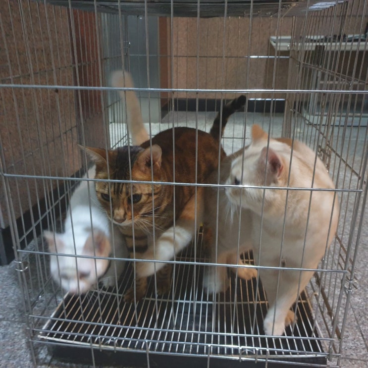  개냥이 고양이 집사 되는날!!!!
