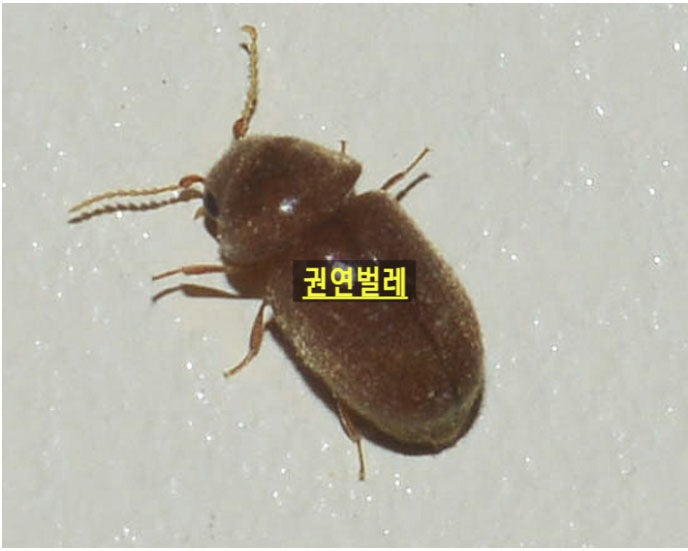 집벌레 종류 (가정집에 출몰하는 벌레퇴치법) : 네이버 블로그 집벌레 종류 (가정집에 출몰하는 벌레퇴치법) : 네이버 블로그