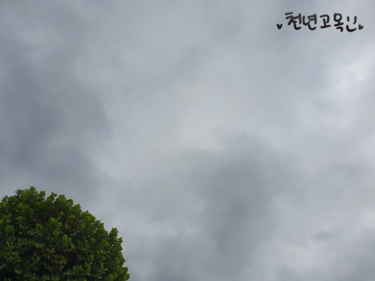  190724 흐린날씨, 오늘의 구보곡 애이불비
