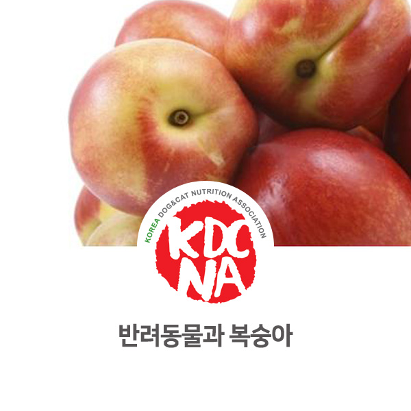 [강아지 고양이 영양 정보] 반려동물 식재료 복숭아에 대해 알아보기_104