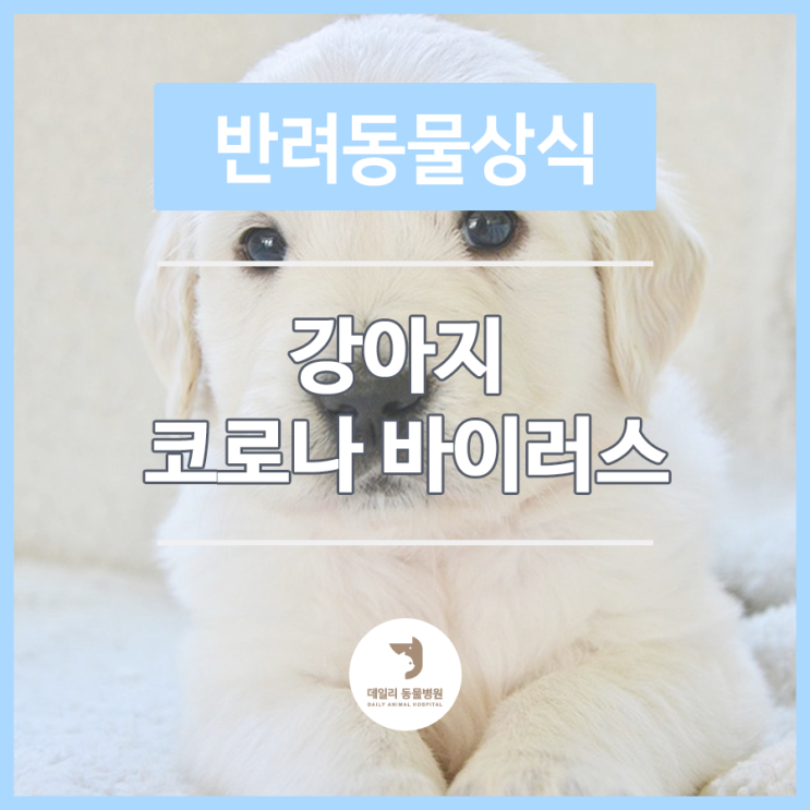  세곡동동물병원에서 알려드리는 동물상식 : 강아지 코로나 바이러스