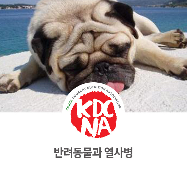 [반려동물 정보 뉴스] 강아지 고양이 열사병 주의하세요_26