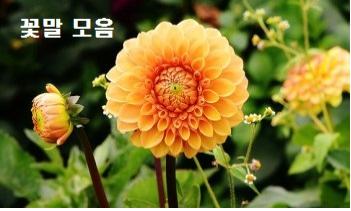  꽃말 모음