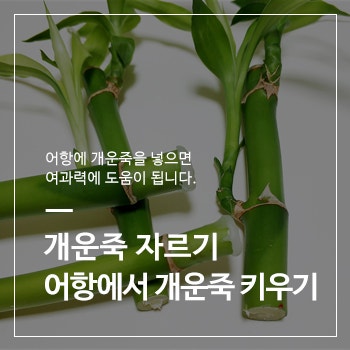 개운죽 번식 자르기 방법, 어항에서 개운죽 키우기