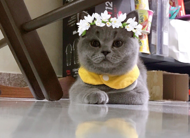  꿀이의 고양이 건식복막염 투병기 그리고 신약치료 그 이후