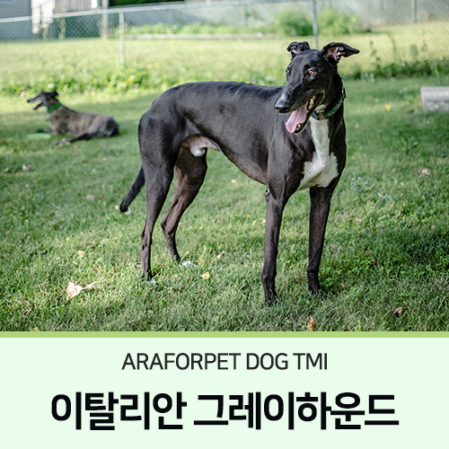  이탈리안 그레이하운드 _ 아라포펫 Dog TMI