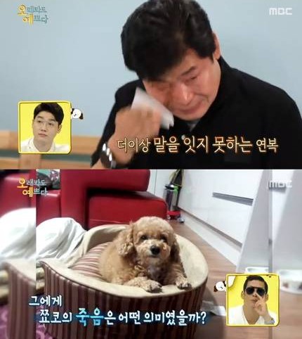  이연복 펫로스증후군 오래봐도 예쁘다. 펫로스증후군 극복방법 5가지