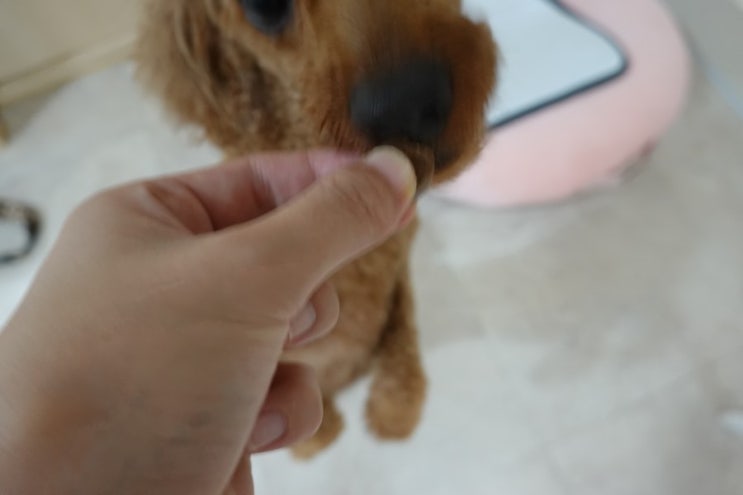  [강아지진드기 /외부기생충] 브라벡토로 3달 거뜬! 