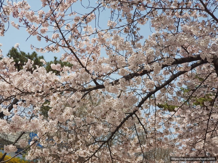 도청 벚꽃축제(4월) - 수원