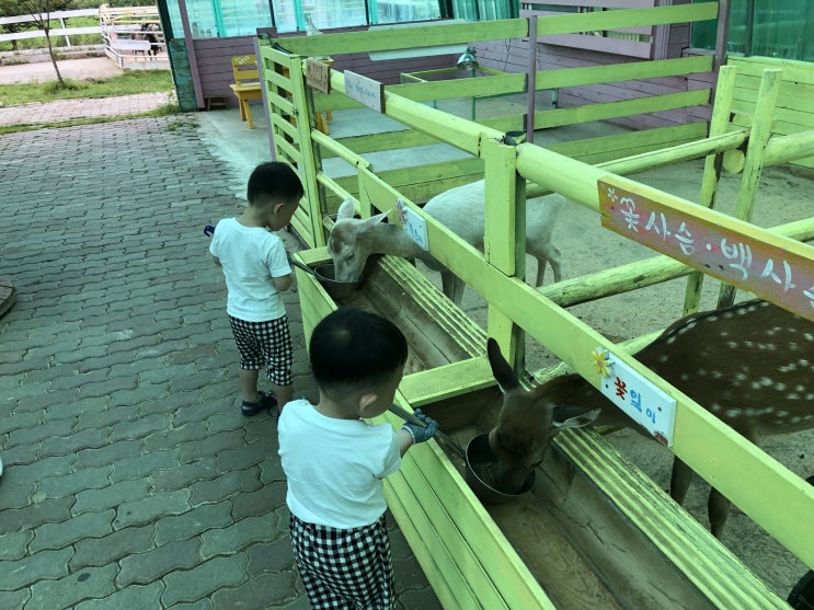 평창 대관령 가볼만한곳 대관령동물농장 숲속에동물농장 평창아이들과 가볼만한곳 추천