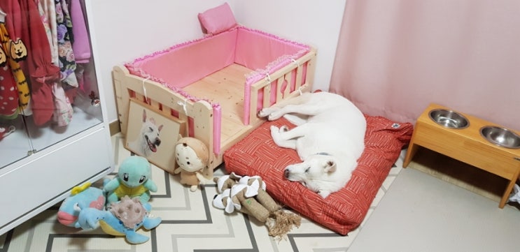  강아지 대형견 방석 구매했어요 