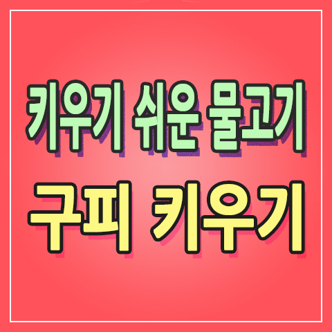  집에서 키우기 쉬운 물고기 도전!! 정서 위한 물고기 키우기, 구피 키우기 시작 