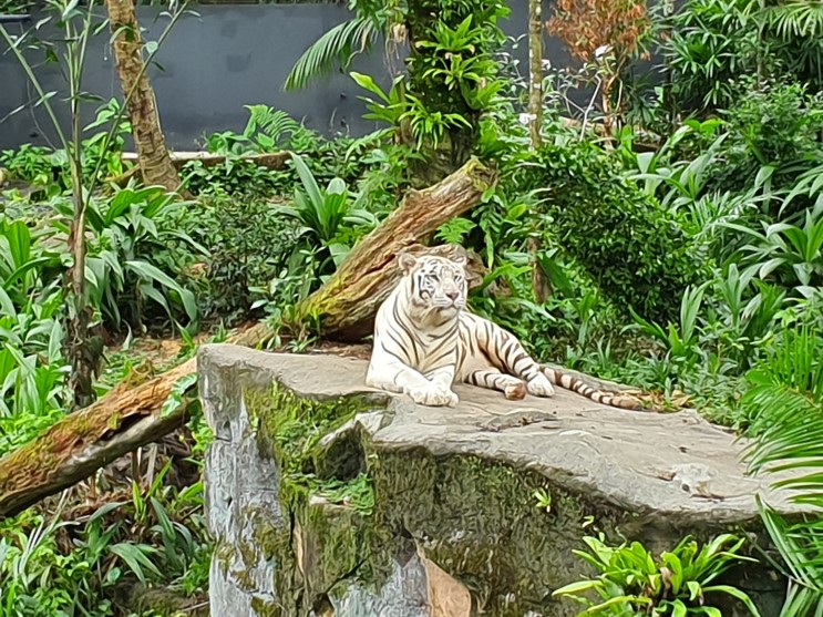 싱가포르 동물원 팁, 동물 좋아하는 아이들에게 강추
