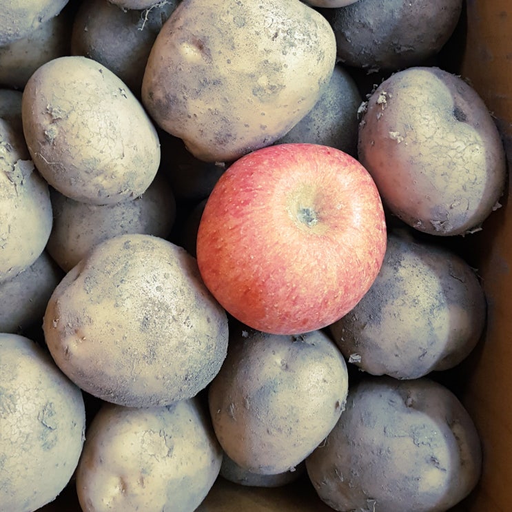 감자오래보관법 간단해요.